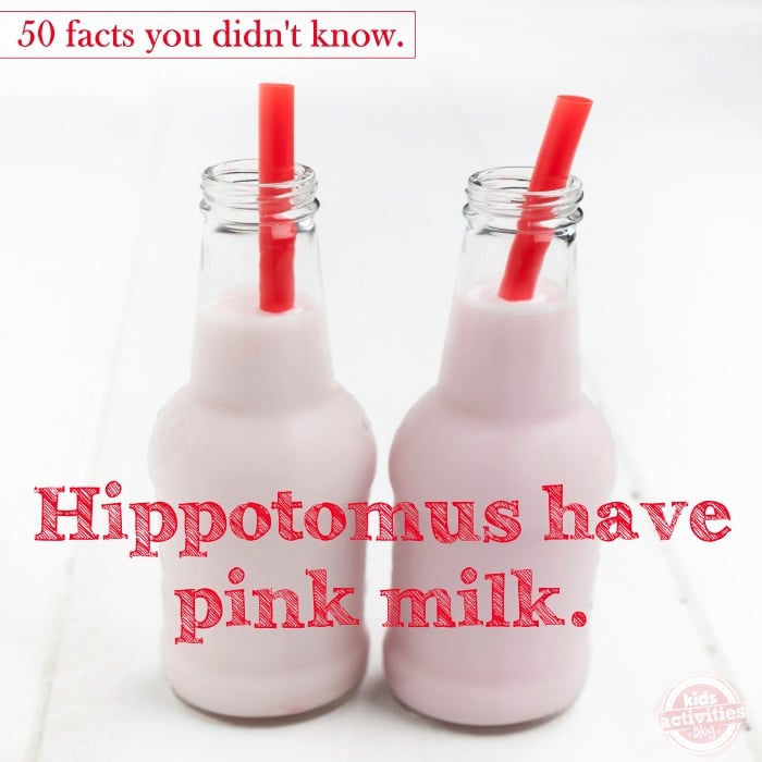 50 really weird facts you didn't know hippopotamus have pink milk