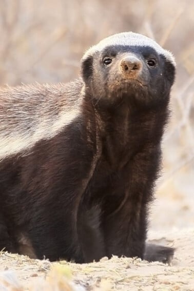 Honey Badger Escape from Enclosure - Funny video - Kids Activities blog - Honey Badger standing out on some sand