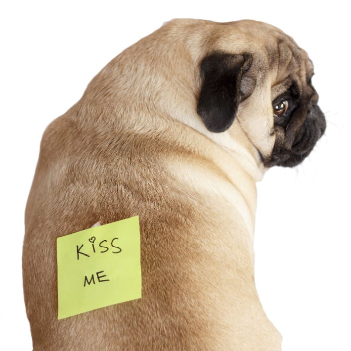 April Fools Pranks for Kids - silly note on back of pug dog. From Kids Activities Blog.