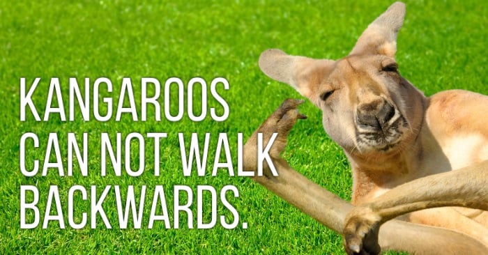 kangaroos can not walk backwards and 50 other silly facts you didn't know
