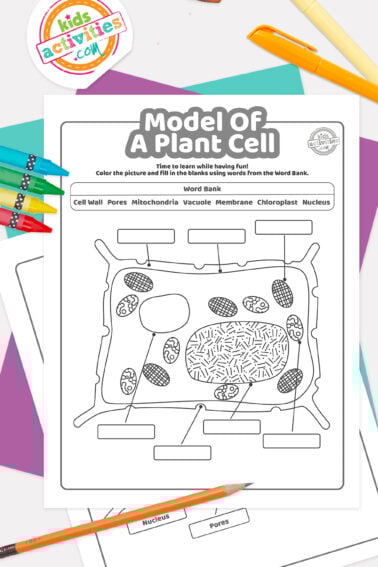 Black and white model of a plant cell coloring pages lying on top of a blue-green sheet with multicolored letters on a light gray background.