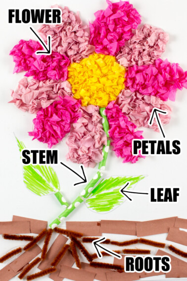 plant parts learning activity and craft for kids
