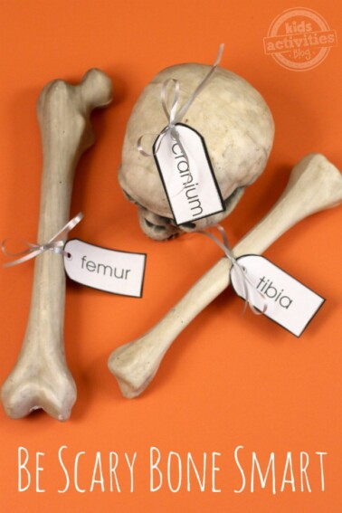 skeleton bones - simple human anatomy for kids