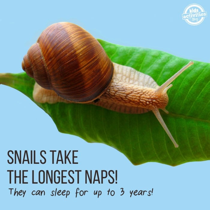 50 facts you didn't know - snails nap the longest! Fun fact that snails can sleep for 3 years with a snail on a leaf pictured.  Kids Activities Blog